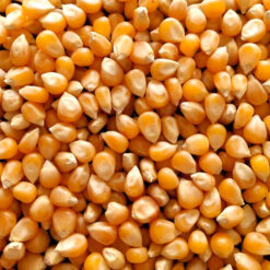 MAIZ PISINGALLO 38/40 - 500g
