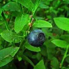 HOJAS DE ARANDANO - 30g