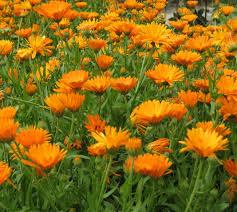 CALENDULA - 30g