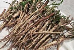 RAIZ DE DIENTE DE LEON - 30g