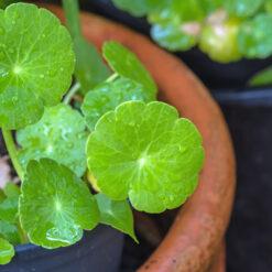 CENTELLA ASIATICA