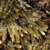 FUCUS