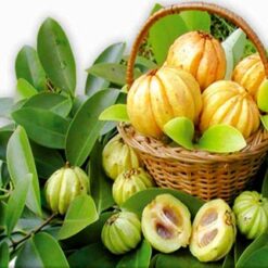 GARCINIA CAMBOGIA