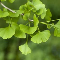 GINKGO BILOBA