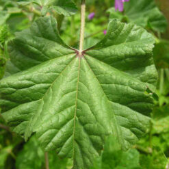 HOJAS DE MALVA