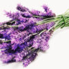 LAVANDA