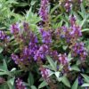 SALVIA