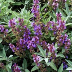 SALVIA